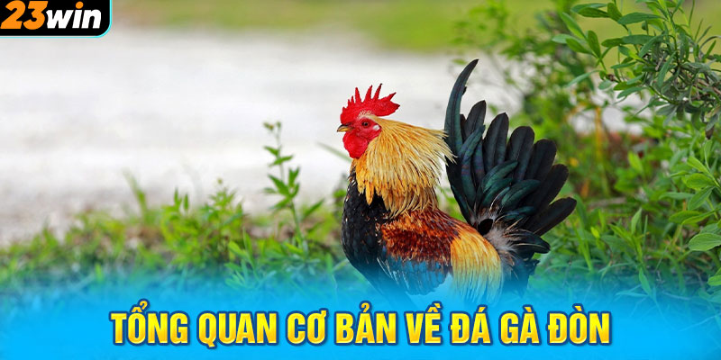 Tổng quan cơ bản về đá gà đòn